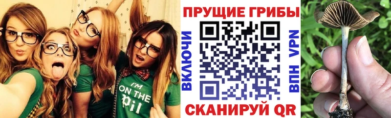 Псилоцибиновые грибы мицелий  закладки  Холм 